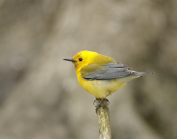Prothonotory Warbler Protonotaria citrea