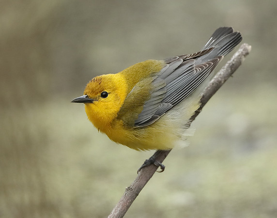 Prothonotory Warbler Protonotaria citrea
