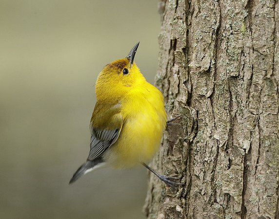 Prothonotory Warbler Protonotaria citrea