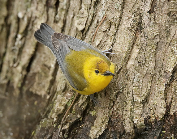 Prothonotory Warbler Protonotaria citrea