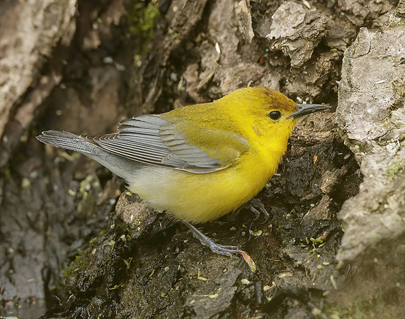 Prothonotory Warbler Protonotaria citrea
