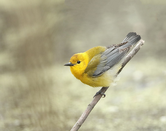Prothonotory Warbler Protonotaria citrea
