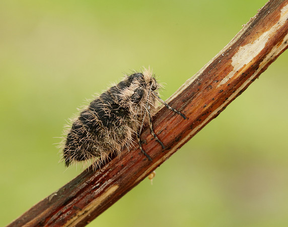 Belted Beauty Lycia zonaria