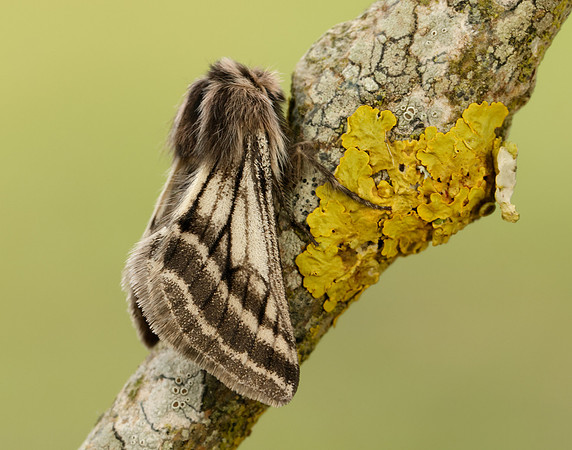 70.250 BF1928 Belted Beauty Lycia zonaria