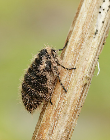 Belted Beauty Lycia zonaria
