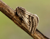70.250 BF1928 Belted Beauty Lycia zonaria