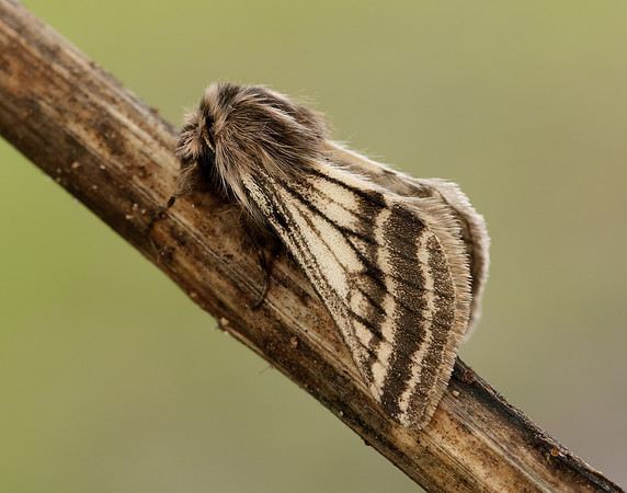 70.250 BF1928 Belted Beauty Lycia zonaria