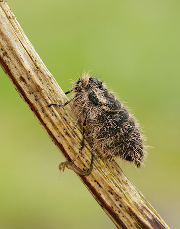 Belted Beauty Lycia zonaria