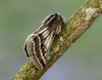 70.250 BF1928 Belted Beauty Lycia zonaria