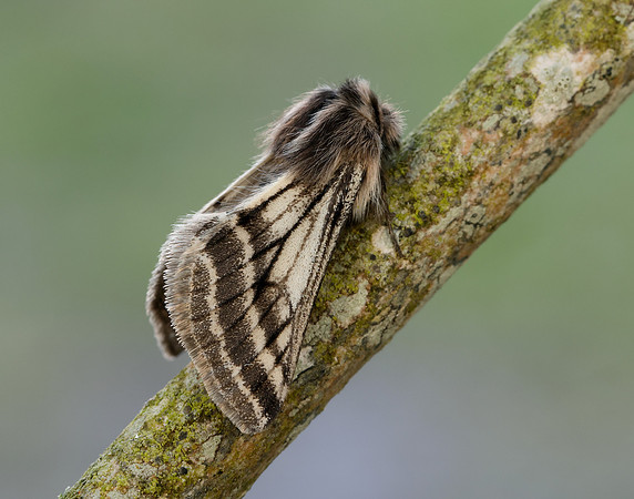 70.250 BF1928 Belted Beauty Lycia zonaria