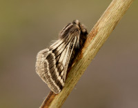 70.250 BF1928 Belted Beauty Lycia zonaria