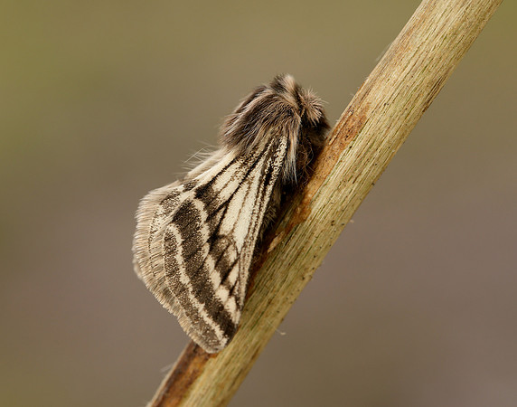 70.250 BF1928 Belted Beauty Lycia zonaria