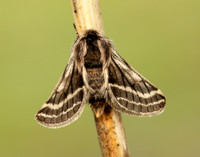 70.250 BF1928 Belted Beauty Lycia zonaria