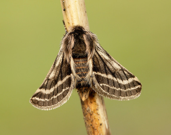 70.250 BF1928 Belted Beauty Lycia zonaria