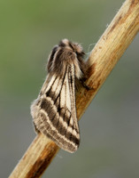 70.250 BF1928 Belted Beauty Lycia zonaria