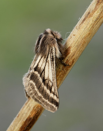 70.250 BF1928 Belted Beauty Lycia zonaria