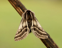 70.250 BF1928 Belted Beauty Lycia zonaria