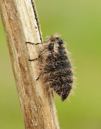 Belted Beauty Lycia zonaria