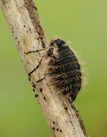 Belted Beauty Lycia zonaria