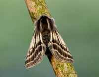 70.250 BF1928 Belted Beauty Lycia zonaria