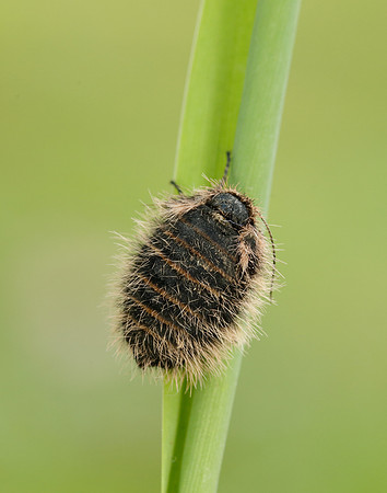 Belted Beauty Lycia zonaria