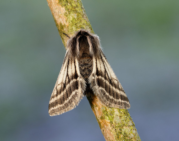 70.250 BF1928 Belted Beauty Lycia zonaria