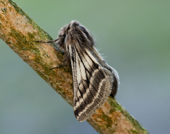 70.250 BF1928 Belted Beauty Lycia zonaria