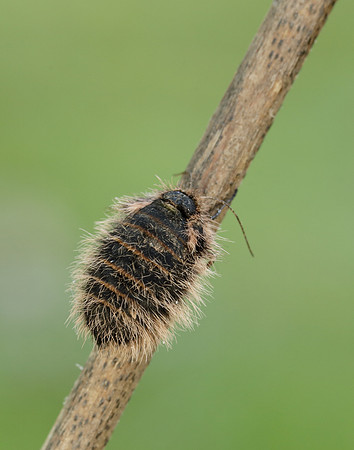 Belted Beauty Lycia zonaria
