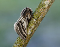 70.250 BF1928 Belted Beauty Lycia zonaria