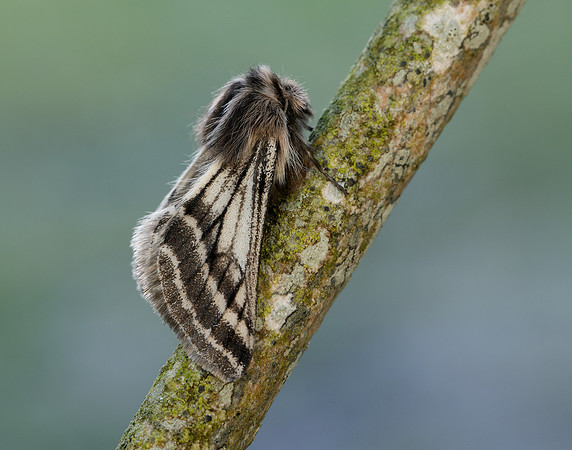 70.250 BF1928 Belted Beauty Lycia zonaria