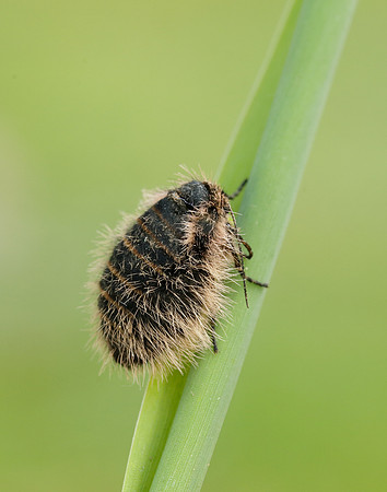 Belted Beauty Lycia zonaria