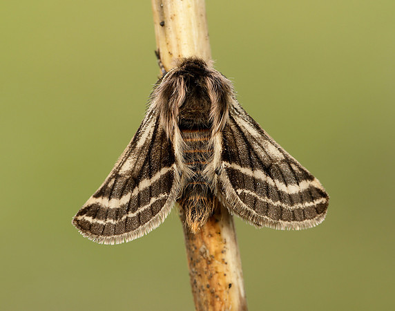 70.250 BF1928 Belted Beauty Lycia zonaria