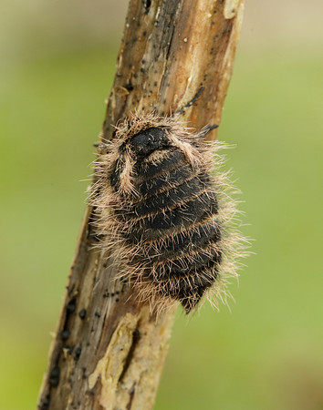 Belted Beauty Lycia zonaria