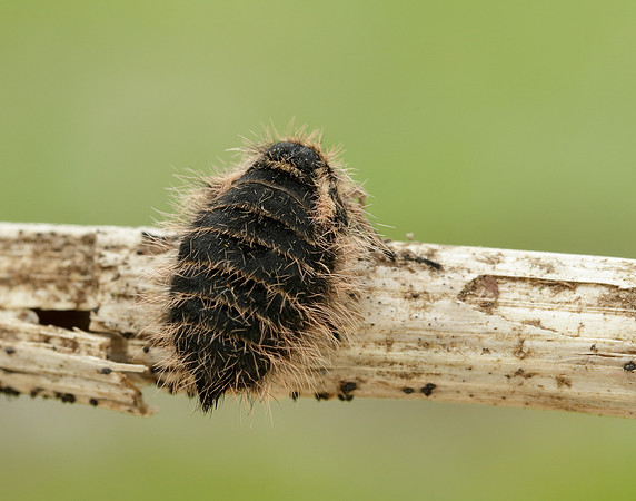 Belted Beauty Lycia zonaria