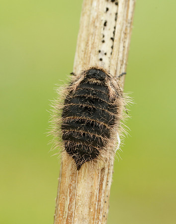 Belted Beauty Lycia zonaria