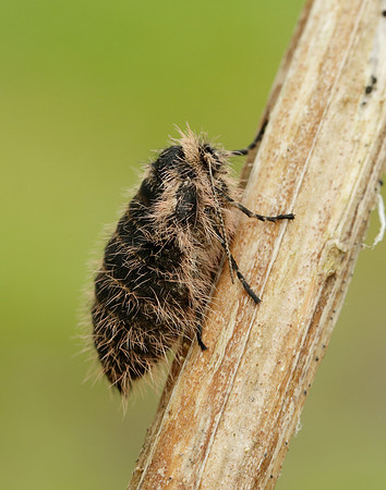 Belted Beauty Lycia zonaria