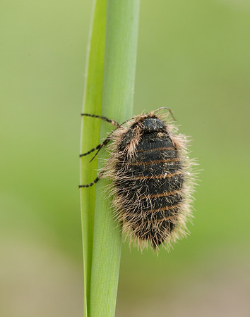 Belted Beauty Lycia zonaria