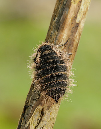 Belted Beauty Lycia zonaria