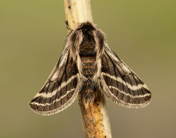 70.250 BF1928 Belted Beauty Lycia zonaria