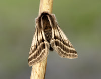 70.250 BF1928 Belted Beauty Lycia zonaria
