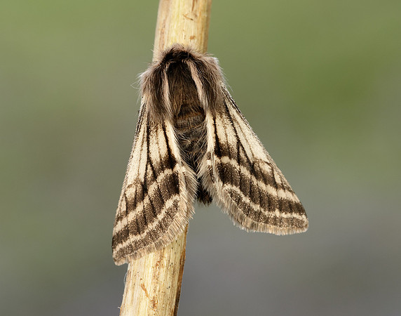 70.250 BF1928 Belted Beauty Lycia zonaria