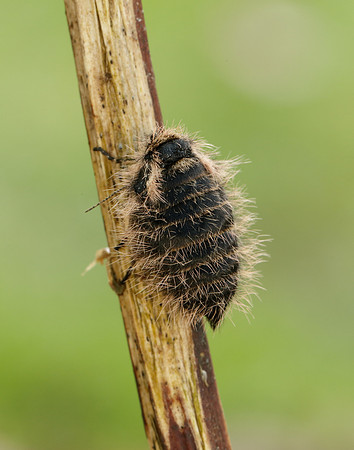 Belted Beauty Lycia zonaria