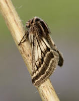 70.250 BF1928 Belted Beauty Lycia zonaria