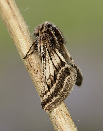 70.250 BF1928 Belted Beauty Lycia zonaria