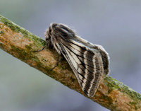 70.250 BF1928 Belted Beauty Lycia zonaria