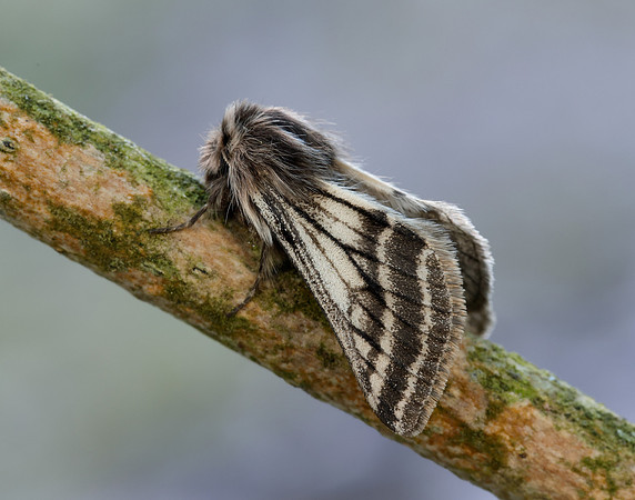 70.250 BF1928 Belted Beauty Lycia zonaria