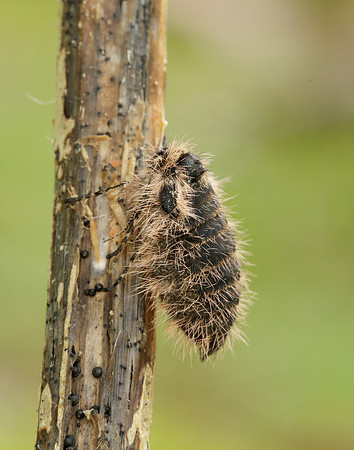 Belted Beauty Lycia zonaria