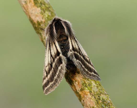 70.250 BF1928 Belted Beauty Lycia zonaria