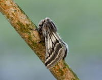 70.250 BF1928 Belted Beauty Lycia zonaria