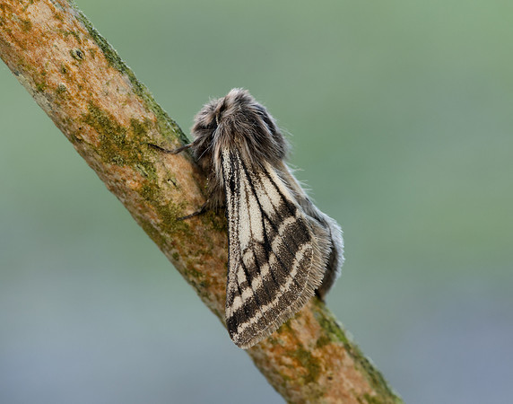 70.250 BF1928 Belted Beauty Lycia zonaria